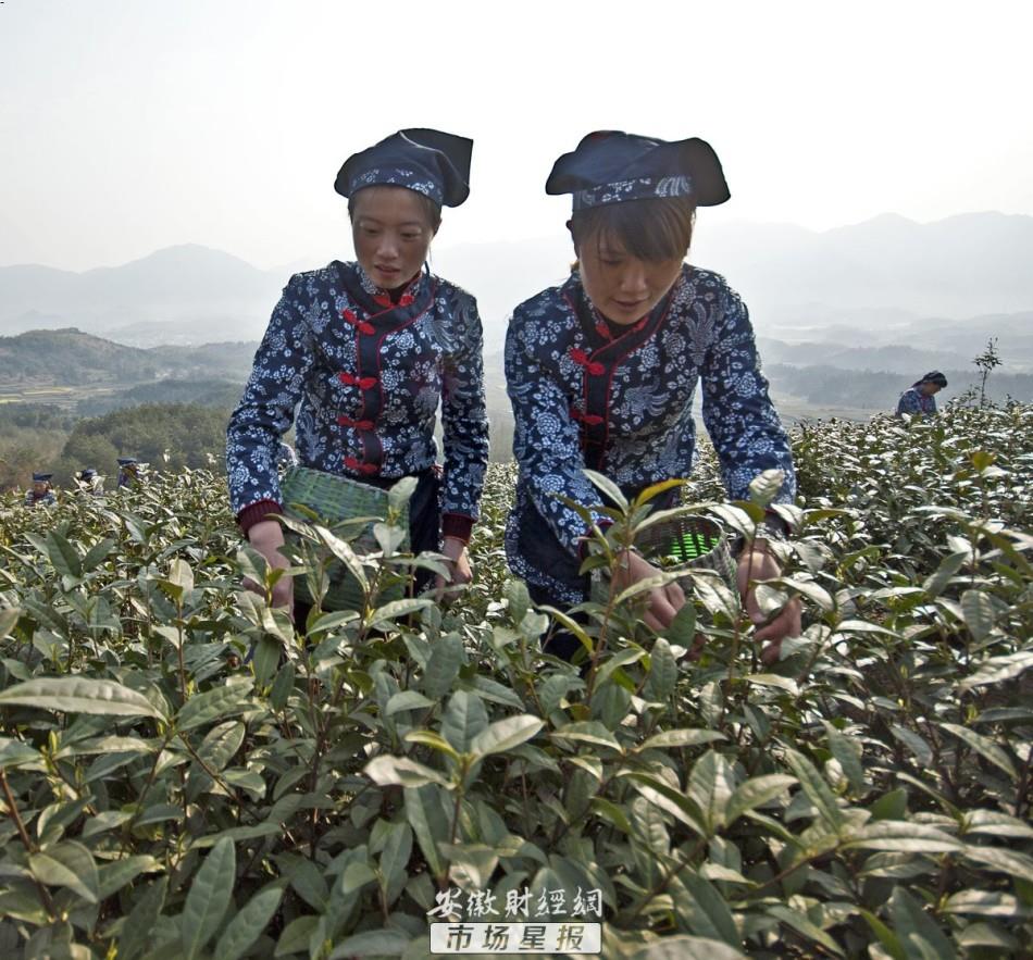 一种茶抗癌解毒