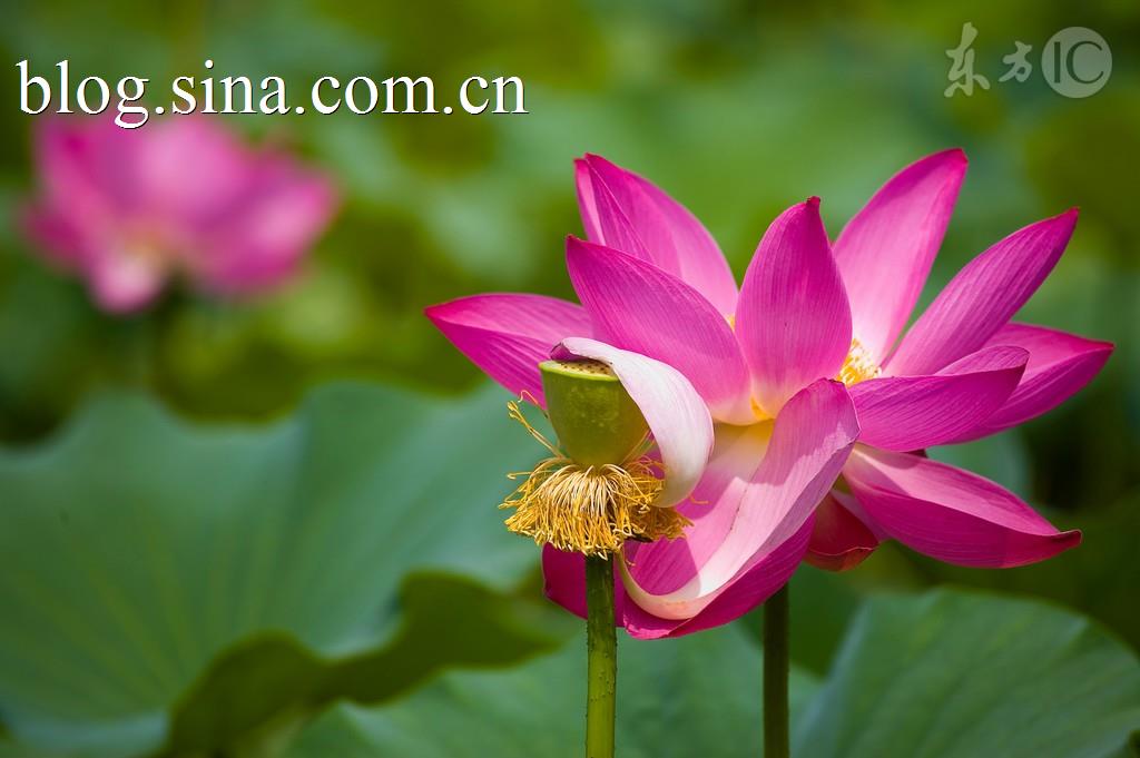 想解暑？莲是夏日宝